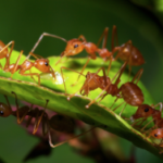 Ants Crawling On Leaf