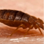 bed bug on skin